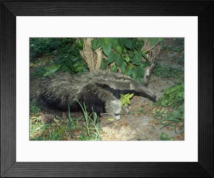 Framed Print : Giant Anteater - Guyana South America Framed Print : Giant Anteater - Guyana South America