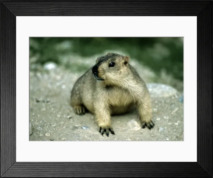 Framed Print : Himalayan Marmot - Ladakh India Framed Print : Himalayan Marmot - Ladakh India