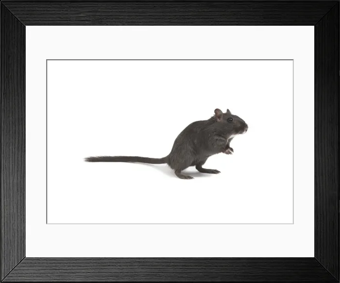 Framed Print : Gerbil - in studio Framed Print : Gerbil - in studio