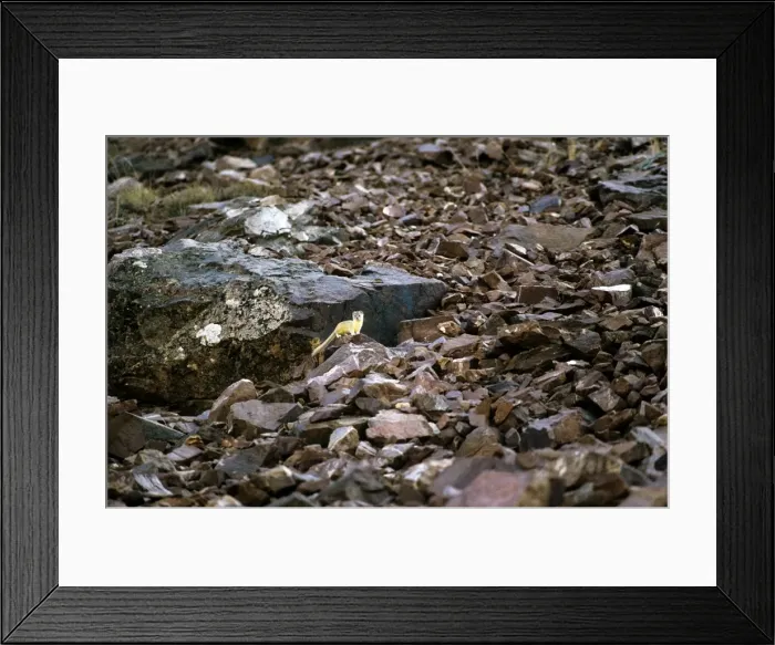 Framed Print : Himalayan Weasel - Pin Valley National Park - Pradesh - India Framed Print : Himalayan Weasel - Pin Valley National Park - Pradesh - India