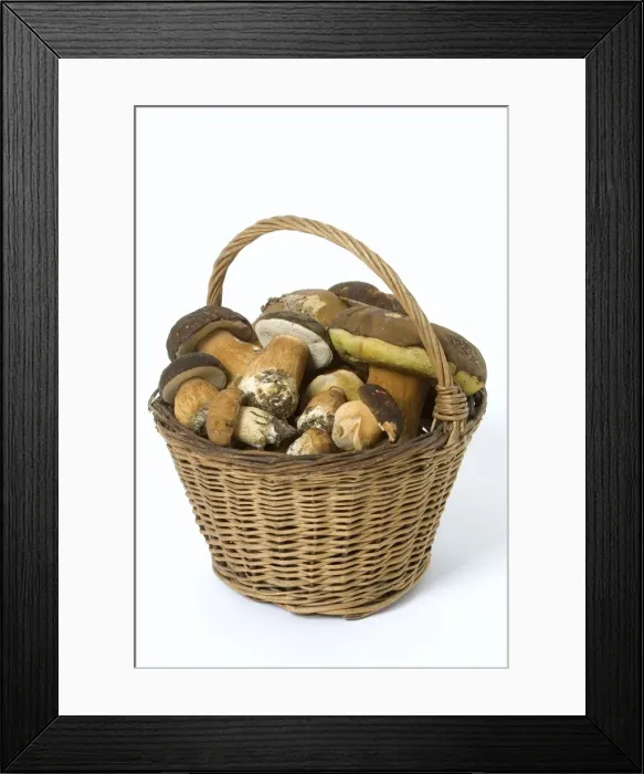 Framed Print : Fungus - freshly picked in basket. Cepes de Bordeaux and tete de negre Framed Print : Fungus - freshly picked in basket. Cepes de Bordeaux and tete de negre