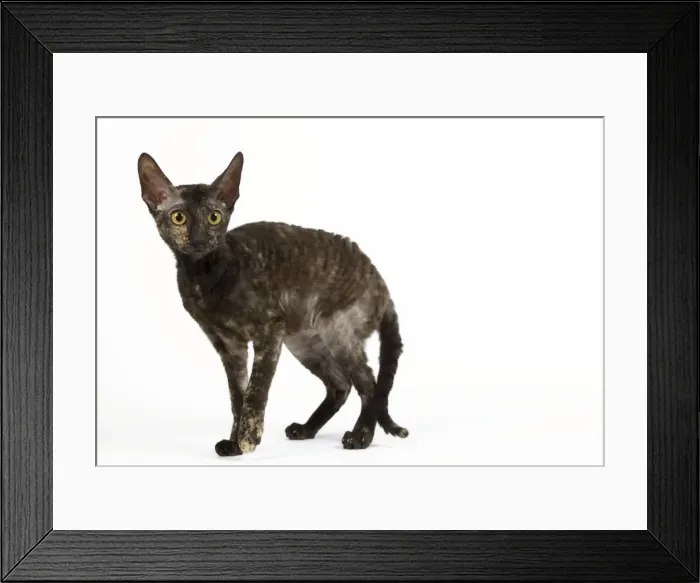 Framed Print : Cat - Rex Cornish in studio Framed Print : Cat - Rex Cornish in studio