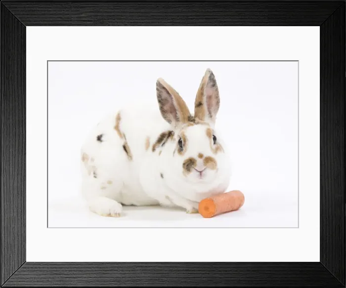 Framed Print : Domestic Rabbit - in studio with carrot Framed Print : Domestic Rabbit - in studio with carrot