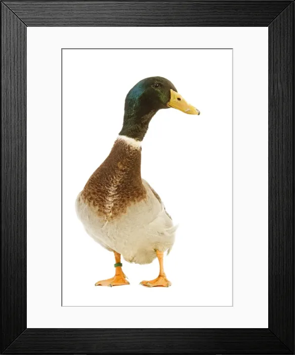 Framed Print : Rouen Duck - domestic Framed Print : Rouen Duck - domestic
