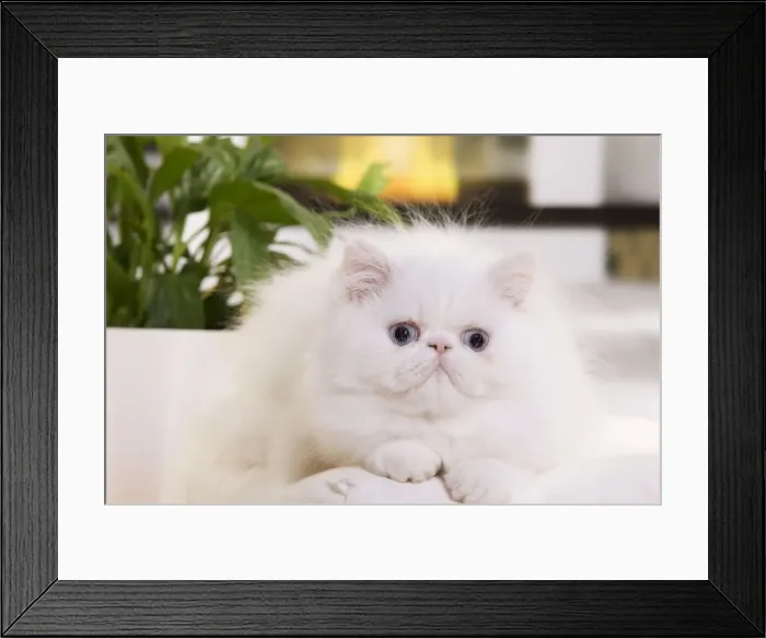 Framed Print : Persian Cat - kitten Framed Print : Persian Cat - kitten