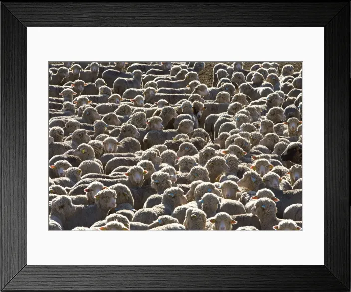Framed Print : Sheep - close-up of flock Framed Print : Sheep - close-up of flock