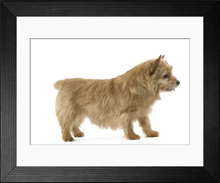 Framed Print : Dog - Norwich Terrier Framed Print : Dog - Norwich Terrier