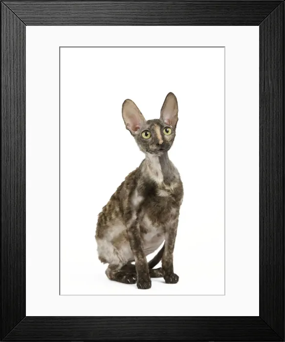 Framed Print : Cat - Rex Cornish in studio Framed Print : Cat - Rex Cornish in studio