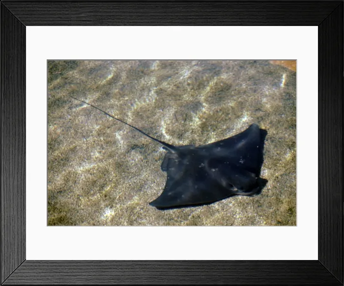 Framed Print : Bat Ray. KF-8716. BAT RAY. Myliobatis californicus. Kenneth W Fink. Framed Print : Bat Ray. KF-8716. BAT RAY. Myliobatis californicus. Kenneth W Fink.