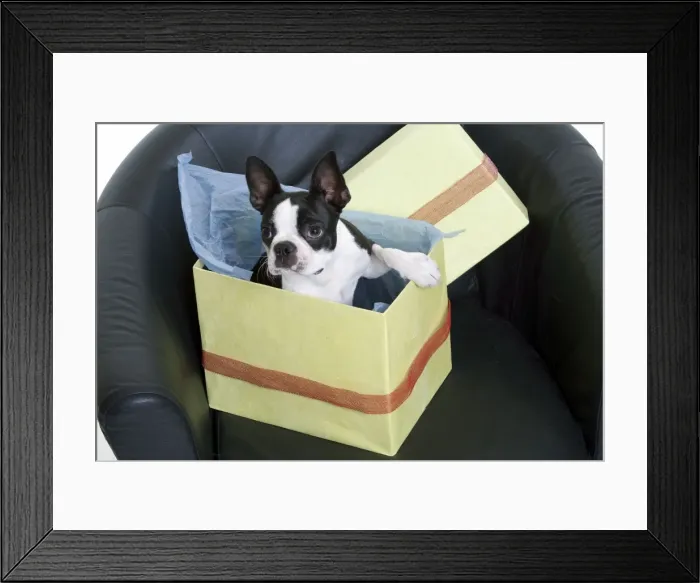 Framed Print : Boston Terrier Dog - in present Framed Print : Boston Terrier Dog - in present