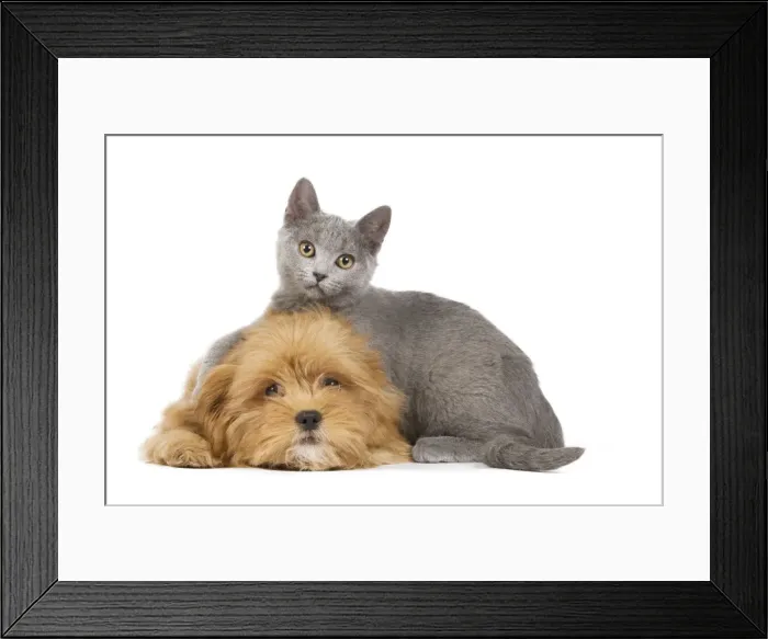 Framed Print : Dog & Cat - Lhassa Apso puppy with Chartreux Kitten in studio Framed Print : Dog & Cat - Lhassa Apso puppy with Chartreux Kitten in studio