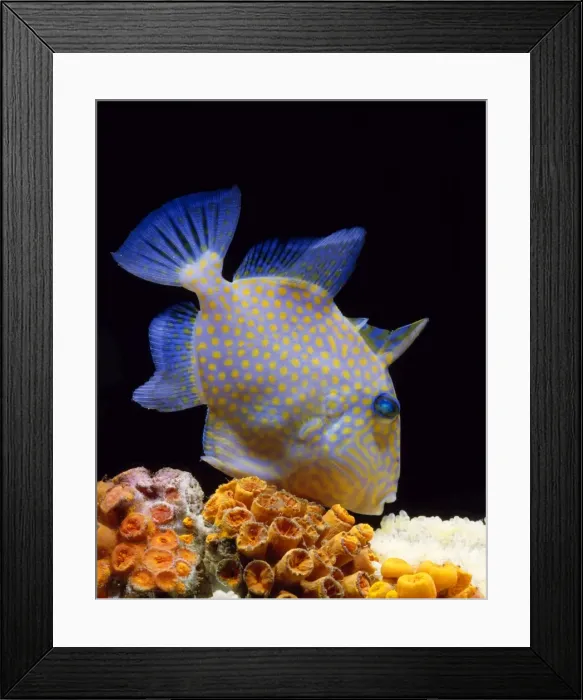 Framed Print : Trigger Fish Framed Print : Trigger Fish
