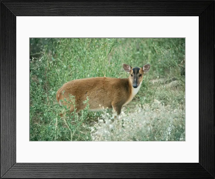 Framed Print : Reeve's / Chinese Muntjac Deer KF 8734 Female Muntiacus R. Reevesi © Kenneth W. Fink / ardea. com Framed Print : Reeve's / Chinese Muntjac Deer KF 8734 Female Muntiacus R. Reevesi © Kenneth W. Fink / ardea. com