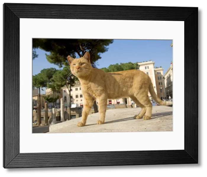 Framed Print : Cat - Ginger cat on stone step - Rome - Italy Framed Print : Cat - Ginger cat on stone step - Rome - Italy