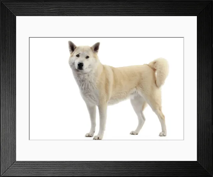 Framed Print : Canaan Dog Framed Print : Canaan Dog