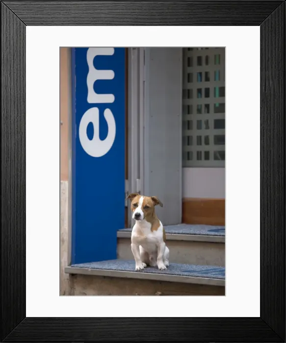 Framed Print : Dog - Jack Russell Terrier - sitting on step in entrance way - Rome - Italy Framed Print : Dog - Jack Russell Terrier - sitting on step in entrance way - Rome - Italy