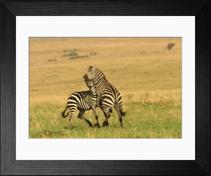 Framed Print : Burchell's / Common / Plains Zebra LA 646 Equus burchelli © J. M. Labat / ardea. com Framed Print : Burchell's / Common / Plains Zebra LA 646 Equus burchelli © J. M. Labat / ardea. com