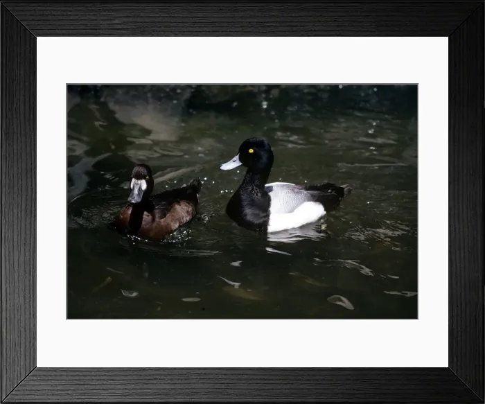 Framed Print : Scaup Duck - female (left) & male Framed Print : Scaup Duck - female (left) & male
