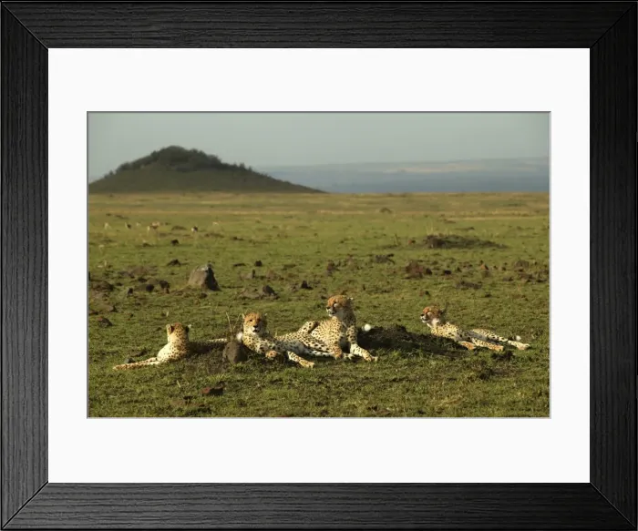 Framed Print : Cheetahs LA 627 Transmara, Maasai Mara, Kenya Acinonyx jubatus © J. M. Labat / ardea. com Framed Print : Cheetahs LA 627 Transmara, Maasai Mara, Kenya Acinonyx jubatus © J. M. Labat / ardea. com