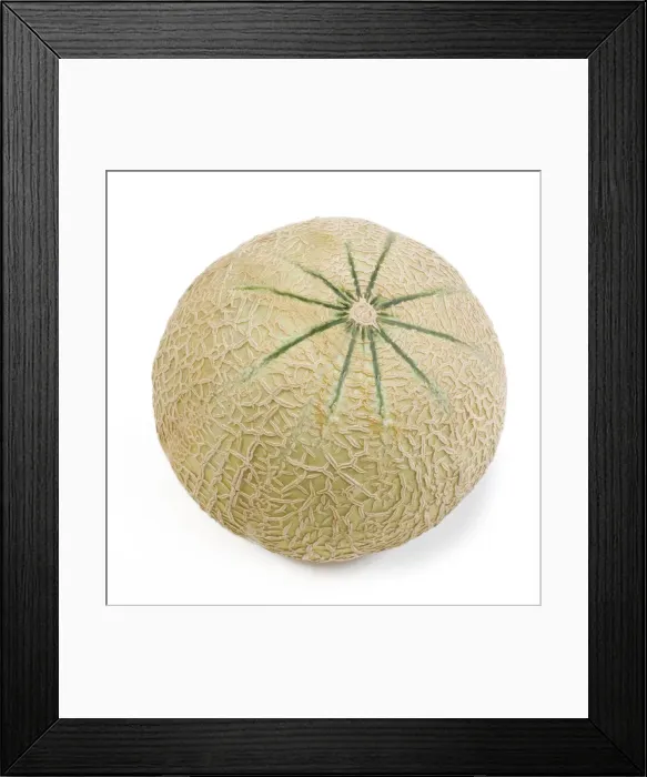 Framed Print : Melon - in studio Framed Print : Melon - in studio