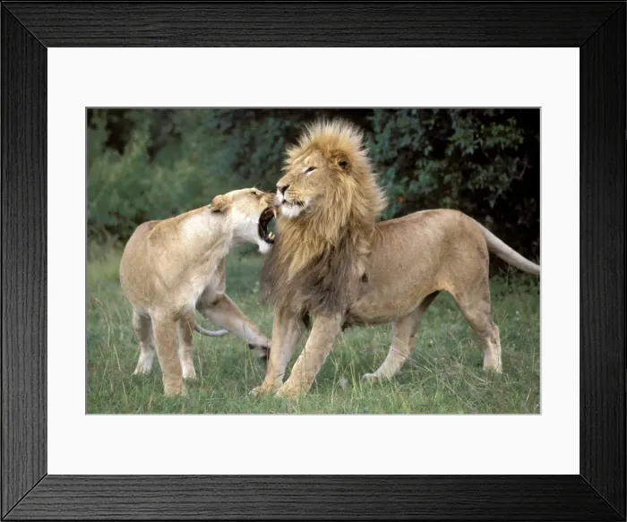 Framed Print : Lions LA 661 Female snarling at Male - Kenya Panthera leo © J. M. Labat / ardea. com Framed Print : Lions LA 661 Female snarling at Male - Kenya Panthera leo © J. M. Labat / ardea. com