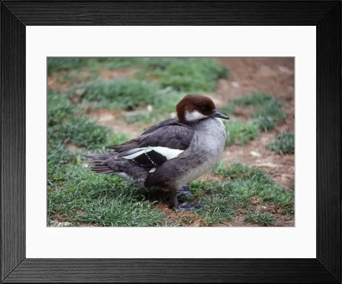 Framed Print : Smew Duck - female Framed Print : Smew Duck - female
