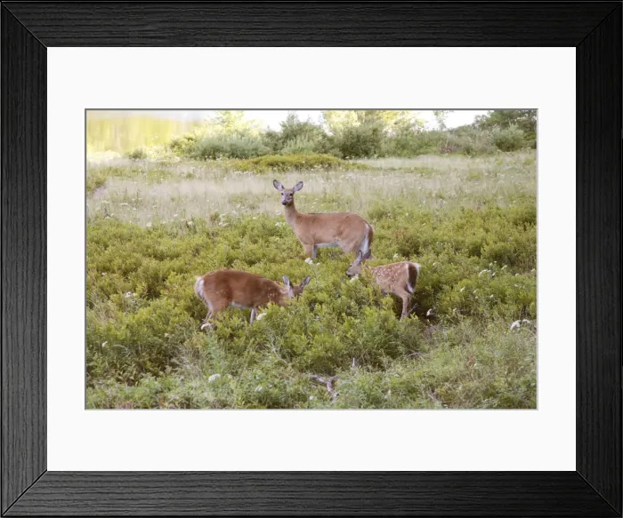 Framed Print : White-tailed Deer - Doe with fawns - September - Acadian National Park Maine - USA Framed Print : White-tailed Deer - Doe with fawns - September - Acadian National Park Maine - USA