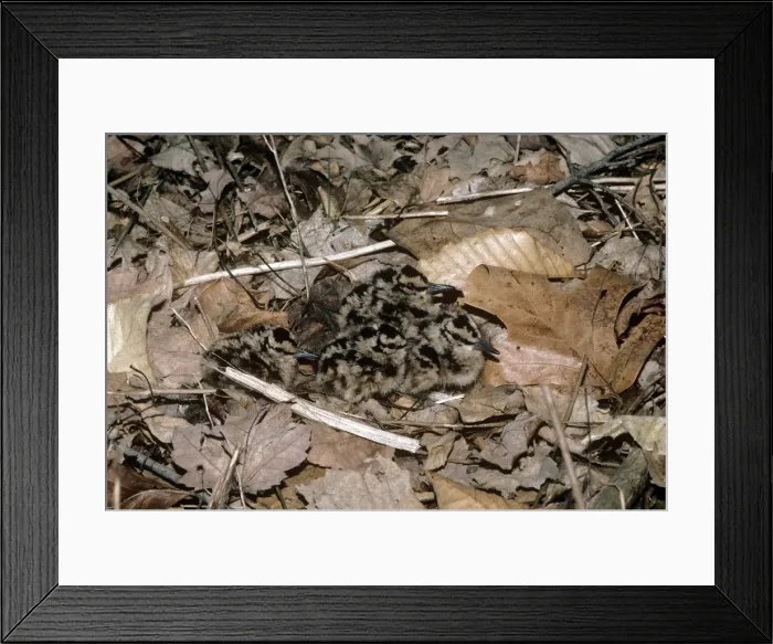 Framed Print : American Woodcock - chicks Framed Print : American Woodcock - chicks