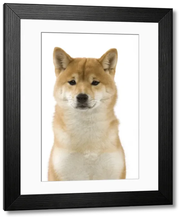 Framed Print : Dog - Shiba Inu Framed Print : Dog - Shiba Inu