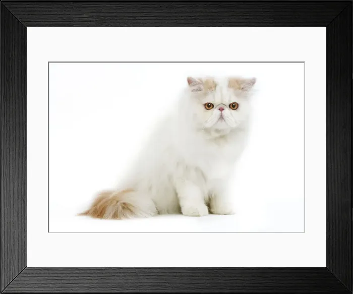 Framed Print : Persian Cream and White Van Cat Framed Print : Persian Cream and White Van Cat