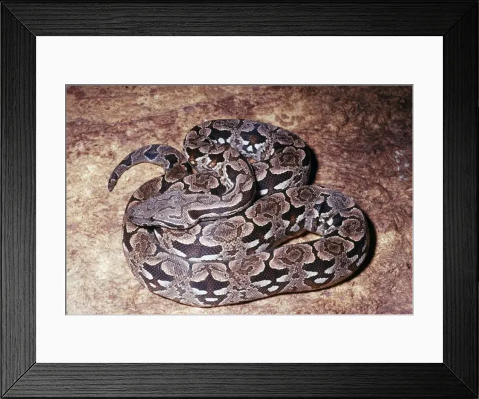 Framed Print : Dumeril's Ground Boa KEL 384 Damp forests of Madagascar Boa dumerili © Ken Lucas / ardea. com Framed Print : Dumeril's Ground Boa KEL 384 Damp forests of Madagascar Boa dumerili © Ken Lucas / ardea. com