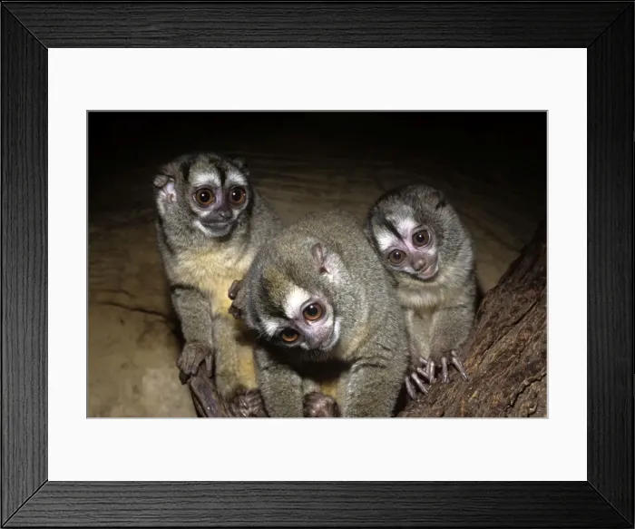 Framed Print : Northern Night Monkey / Douroucouli / Owl Monkey Framed Print : Northern Night Monkey / Douroucouli / Owl Monkey