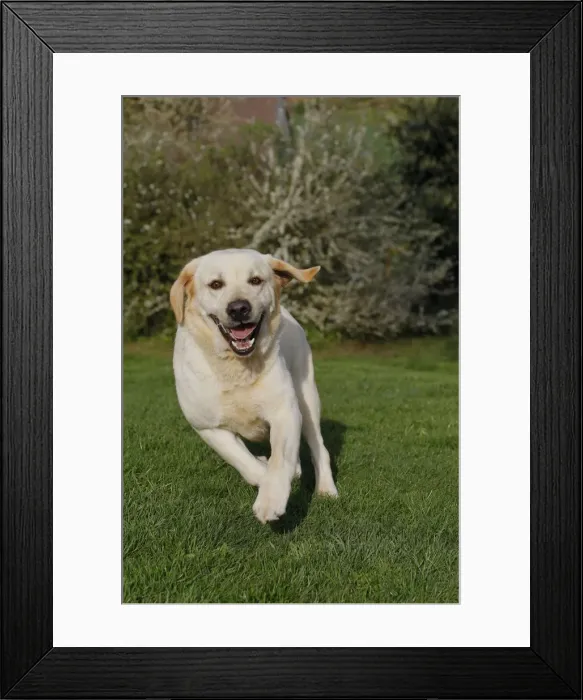 Framed Print : Dog - Labrador running Framed Print : Dog - Labrador running