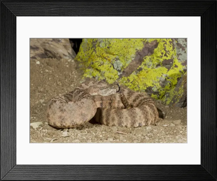 Framed Print : Tiger Rattlesnake - controlled conditions - found in the southwestern United States and northwestern Mexico - Southeast Arizona - USA Framed Print : Tiger Rattlesnake - controlled conditions - found in the southwestern United States and northwestern Mexico - Southeast Arizona - USA