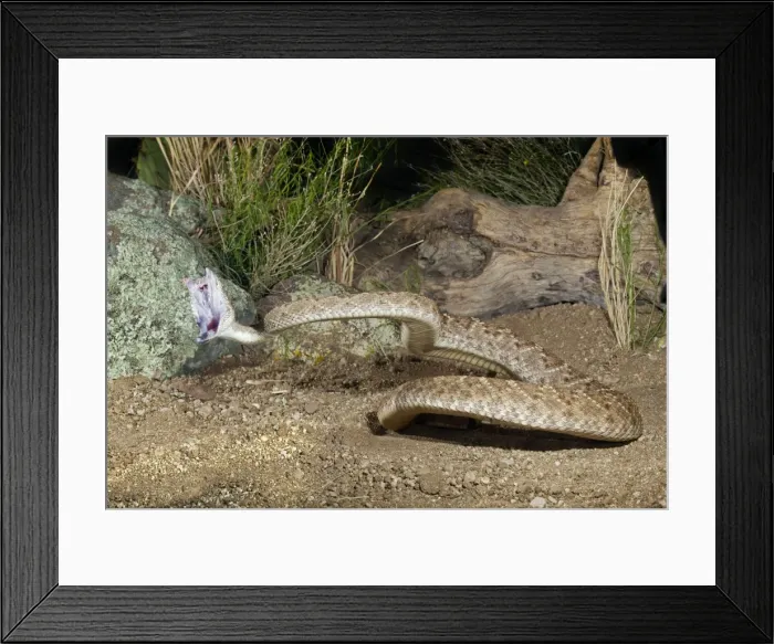 Framed Print : Western Diamondback Rattlesnake - striking - controlled conditions - Arizona - March - USA Framed Print : Western Diamondback Rattlesnake - striking - controlled conditions - Arizona - March - USA