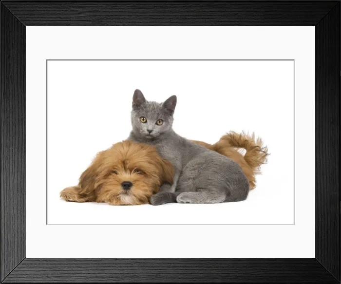 Framed Print : Dog & Cat - Lhassa Apso puppy with Chartreux Kitten in studio
