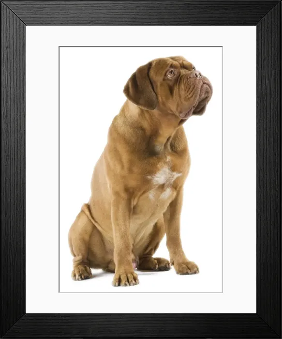 Framed Print : Dogue de Bordeaux Framed Print : Dogue de Bordeaux