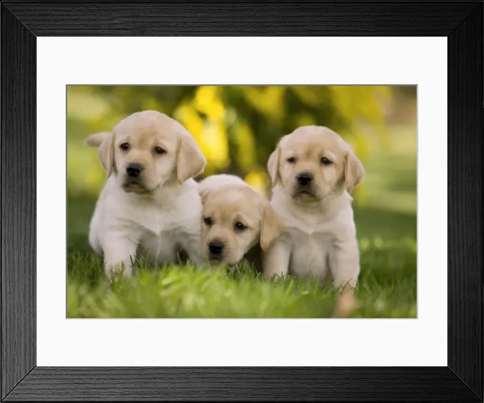 Framed Print : Dog - Labrador puppies Framed Print : Dog - Labrador puppies