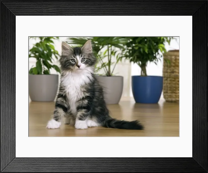 Framed Print : Norwegian Forest Silver and White Mackerel Tabby Cat Framed Print : Norwegian Forest Silver and White Mackerel Tabby Cat