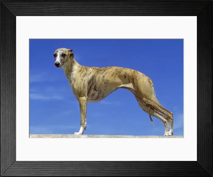 Framed Print : Whipet. LA-8774. Whippet. DOG. Jean-Michel Labat. Framed Print : Whipet. LA-8774. Whippet. DOG. Jean-Michel Labat.