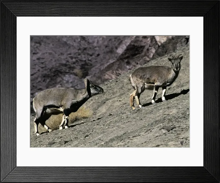 Framed Print : Blue Sheep  /  Bharal - male approaches female in rutting season - Ladakh - India
