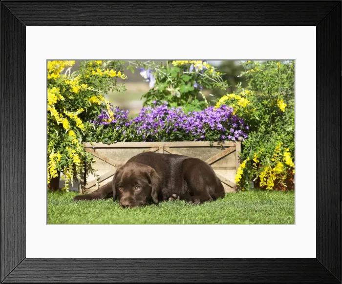Framed Print : Dog - Chocolate Labrador puppy outside in garden Framed Print : Dog - Chocolate Labrador puppy outside in garden