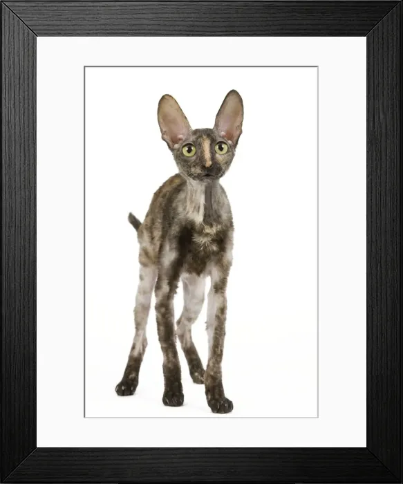 Framed Print : Cat - Rex Cornish in studio Framed Print : Cat - Rex Cornish in studio