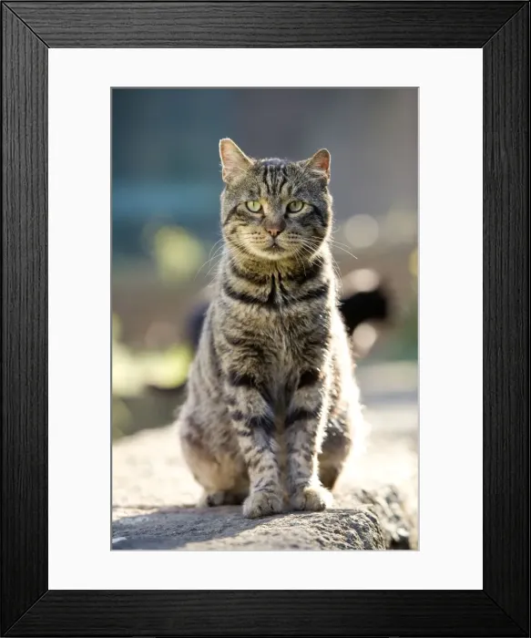 Framed Print : Cat - Tabby walking on stone wall - pyramid of Caius Cestius - Rome - Italy Framed Print : Cat - Tabby walking on stone wall - pyramid of Caius Cestius - Rome - Italy
