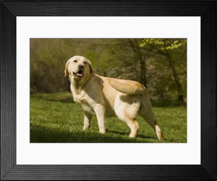 Framed Print : Dog - Labrador outside Framed Print : Dog - Labrador outside