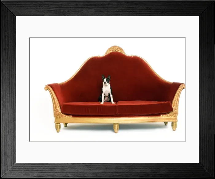 Framed Print : Boston Terrier Dog - on sofa Framed Print : Boston Terrier Dog - on sofa
