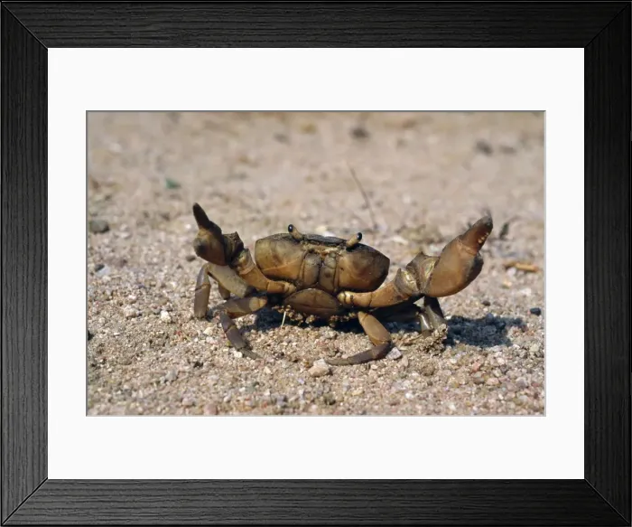 Framed Print : Freshwater Crab - on sand - Panna National Park - India Framed Print : Freshwater Crab - on sand - Panna National Park - India
