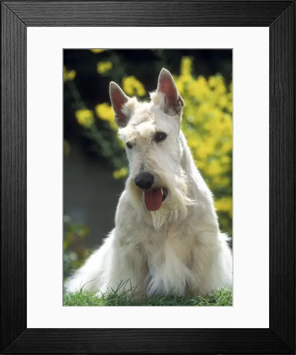 Framed Print : Scottish Terrier Dog Framed Print : Scottish Terrier Dog