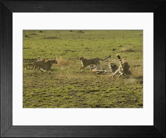 Framed Print : Cheetahs LA 624 Transmara, Maasai Mara, Kenya Acinonyx jubatus © J. M. Labat / ardea. com Framed Print : Cheetahs LA 624 Transmara, Maasai Mara, Kenya Acinonyx jubatus © J. M. Labat / ardea. com
