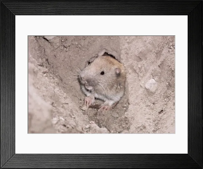 Framed Print : Northern Pocket Gopher KFO 965 South Canada to New Mexico. Dakota to extreme East California Thomomys talpoodes © Kenneth W. Fink / ardea. com Framed Print : Northern Pocket Gopher KFO 965 South Canada to New Mexico. Dakota to extreme East California Thomomys talpoodes © Kenneth W. Fink / ardea. com